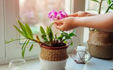 Orxideya möcüzəsi