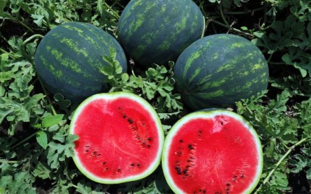 Mövsümündən əvvəl satışa çıxarılan qarpızın hansı zərərləri var?