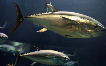 Təhlükəli səviyyədə civə miqdarı olan balıq növləri açıqlandı