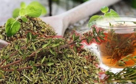 Kəklikotunun faydalarını təqdim edirik