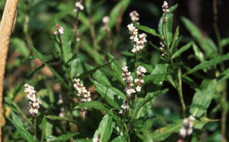 Qırxbuğum otunun faydaları