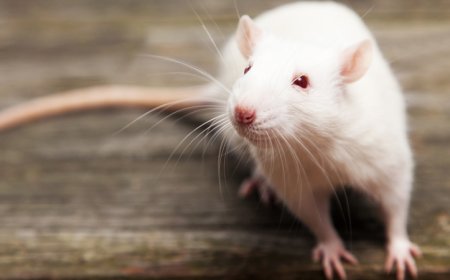 İspaniyada ilk dəfə insanlarda siçovul xəstəliyi aşkar edildi