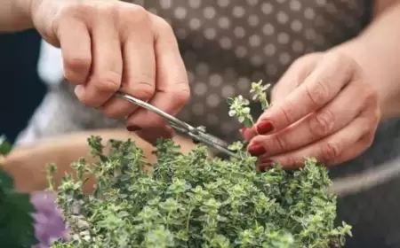 Bu bitkini qoxlayın - Baş ağrısından xilas olun - FOTO