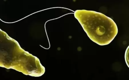 İsraildə beyin yeyən amöb panikası: ölən var