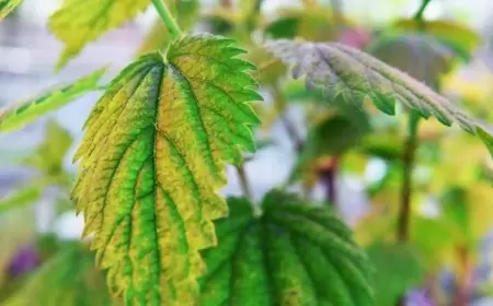 Gicitkən kimlər üçün zərərlidir? – İstifadə etməzdən əvvəl iki dəfə düşünün!