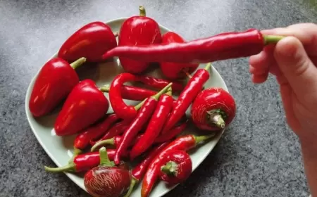 Xərçəngsən dedilər, ağciyərindən bibər çıxdı