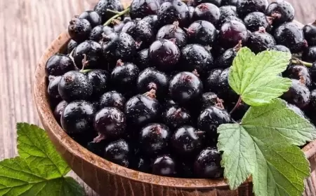 Bu giləmeyvəni 7 gün yeyən 10 il cavanlaşır - Professor