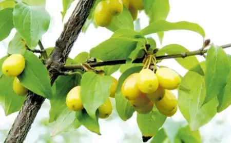 Sarı zoğal. Faydaları və müalicəvi təsiri