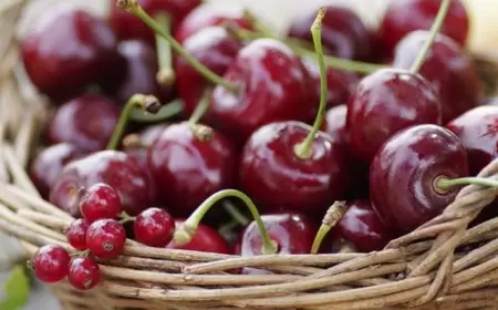 Çox gilas yemək təhlükəlidir - Həkim zərərləri açıqladı