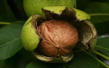 Qoz qabıqları ilə ağ saçlardan xilas olun