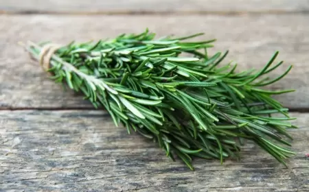 Beyin dövranı üçün ən güclü ot - ROZMARİN və FAYDALARI