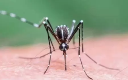 İranda Denge virusundan ilk ölüm qeydə alındı