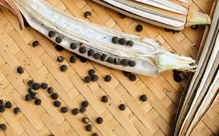 Bamya toxumunun bu faydalarını bilirdiniz?