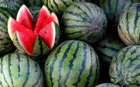 Qarpız tumlarını udmaq olmaz, əks halda...