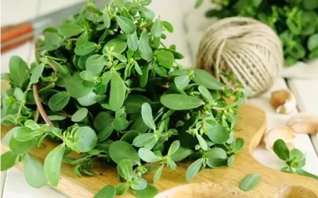 Min bir dərdin DƏRMANI: Bu xəstəlikləri olanlar mütləq İSTİFADƏ ETSİN!