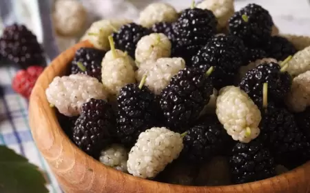 Hər gün tut yeməyin inanılmaz faydaları