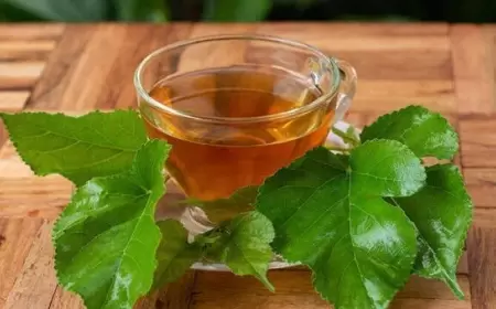 Bu yarpaq diabet xəstələri üçün çox faydalıdır