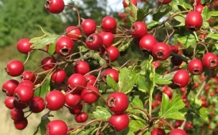 Hər gün bir ovuc yemək xərçəngdən qoruyur