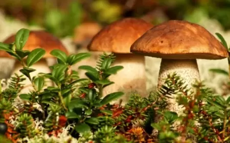 Göbələklər haqqında bunları bilirdinizmi? - Həkim məsləhəti