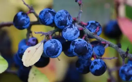 Bu xəstəliyi olanlar göyəm yeməlidir