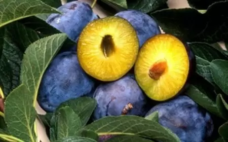 Bu xəstəliyi olanlar göyəm yeməlidir