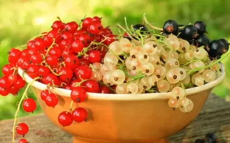 Min bir dərdin dərmanı...