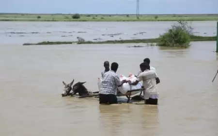 252 nəfər vəbadan öldü