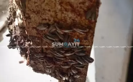 Sumqayıtdakı bit-birəli məktəbi bu dəfə həşəratlar basdı – QALMAQAL