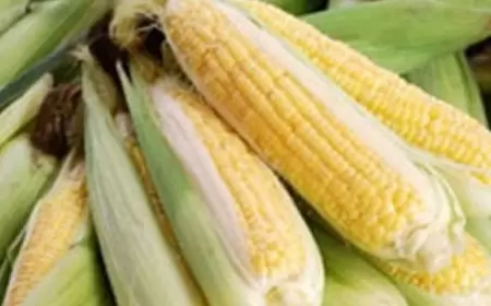 Yeni qarğıdalının fayda və zərərləri nələrdir?