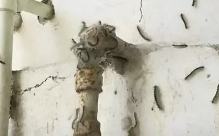 Bakıda insanları canından bezdirən qurdlar peyda oldu - VİDEO