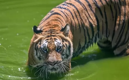 Zooparkda kütləvi heyvan ölümü - BU VİRUSA YOLUXDULAR