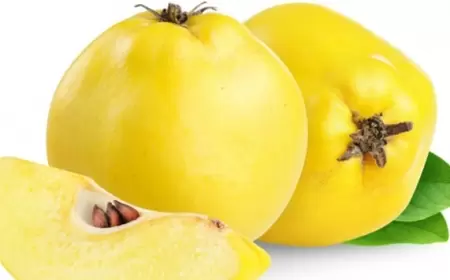 Heyvanın faydaları