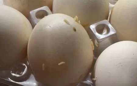 “Araz” marketdən alınan yumurtadan qurdlar çıxdı – FOTO