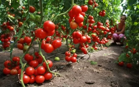 İstixana pomidorlarına vurulan dərman sonsuzluq yaradır? – RƏSMİ AÇIQLAMA