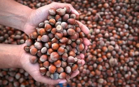 Fındıqçılıqla bağlı həyəcan siqnalı