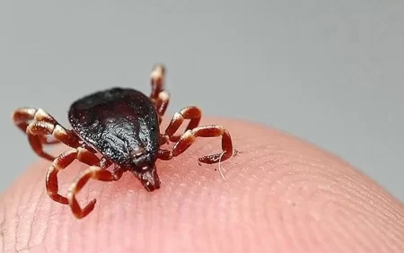 Çindən yeni virus təhlükəsi - BU DƏFƏ...