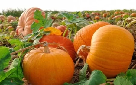 Niyə payızda balqabaq yemək lazımdır? - DİQQƏTLƏ OXUYUN!