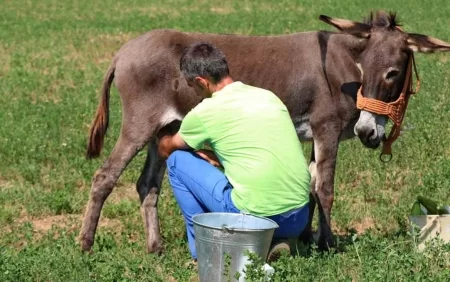 Eşşək südünün "dodaq uçuqladan" qiyməti açıqlandı - VİDEO