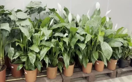 Yuxusuzluq və xorultudan xilas olmağa kömək edəcək bitkilər