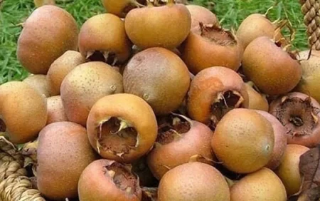 Əzgil bu xəstəliklərə dərmandır