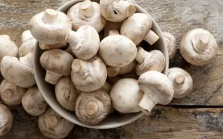 Bir ailənin 6 üzvü göbələkdən ZƏHƏRLƏNDİ