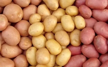 Kartof alarkən diqqət! - Ən sağlamı bu rəngdə olur
