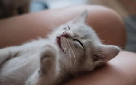 Ev heyvanları ilə eyni yatağı bölüşənlərin nəzərinə!