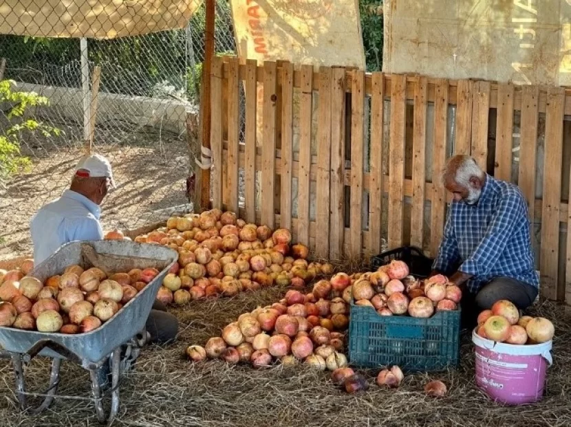 ŞƏKƏR XƏSTƏLƏRİ BU NAR NÖVÜNÜ YEMƏLİDİR