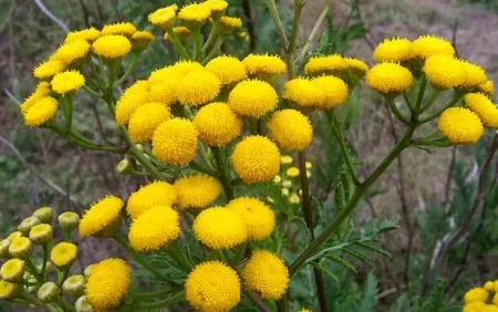 Qaraciyəri 7 günə sağaldır - Dağtərxununun faydaları