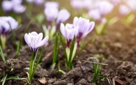 Təhlükəli 8 çiçək - Bu çiçəkləri bağınızda əkməyin