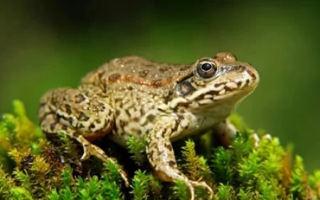 Zobun müalicəsində qurbağa kömək edirmi?