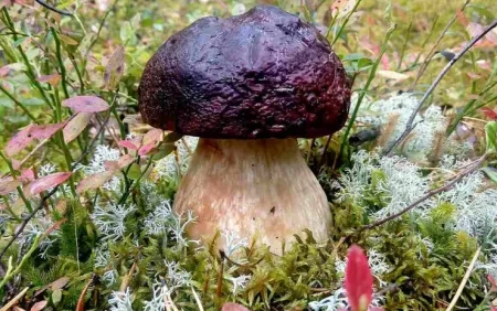 Xərçəngi öldürən göbələk növləri