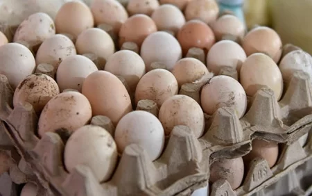 "Kənd yumurtası" adı ilə broyler yumurtası alırıq? - VİDEO