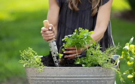 Bu bitkini qabda əkən adam aptekin yolunu unudur